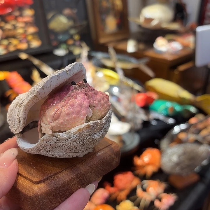 真实紫山羊贝壳蟹