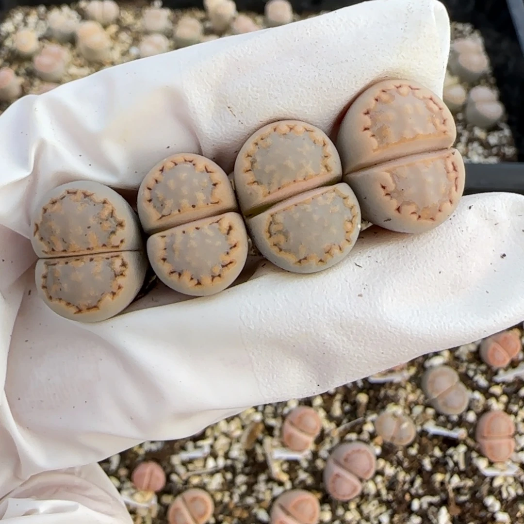 莹***莹1.3.c216饼干.9046福利清旧框