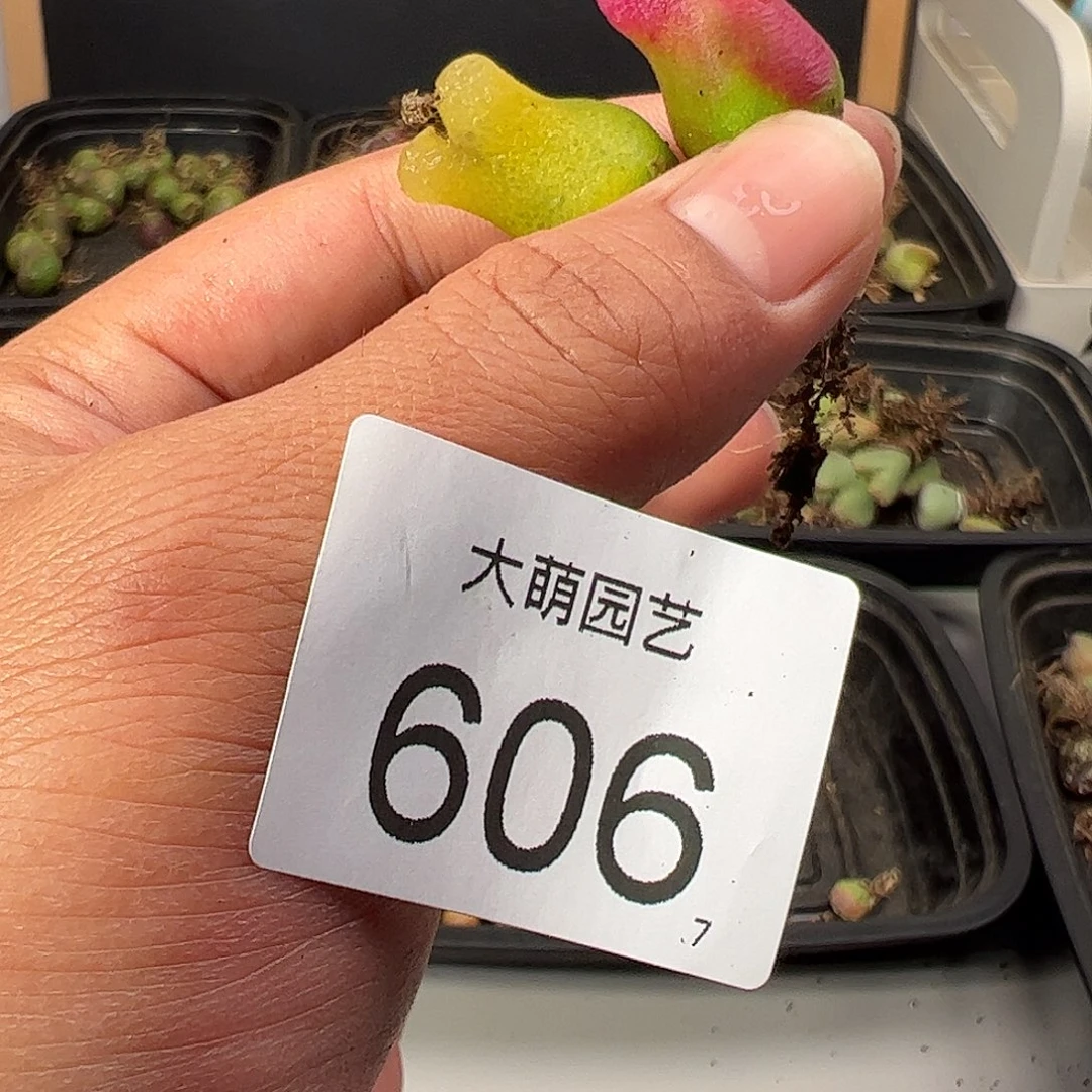 山****✨0000606 一物一拍……