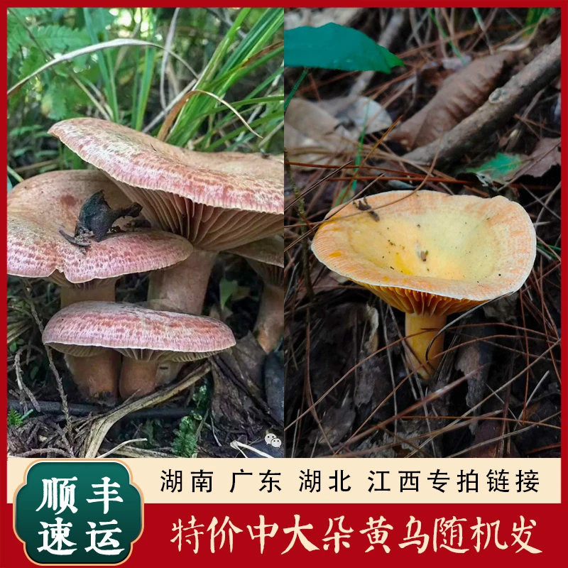 湖南 湖北 广东 江西特价款专拍链接 碎边掉杆变色起虫不售后