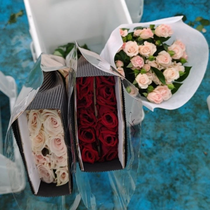 全部花苞芒果果姐姐三把加运费