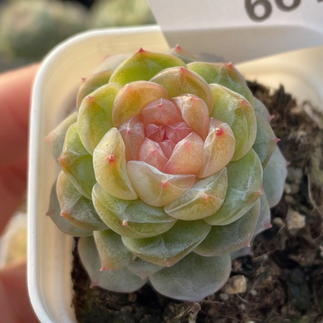 661号糖心冰心珍妮