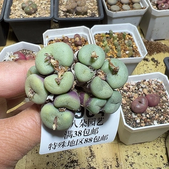 964号吕氏大饼多肉植物