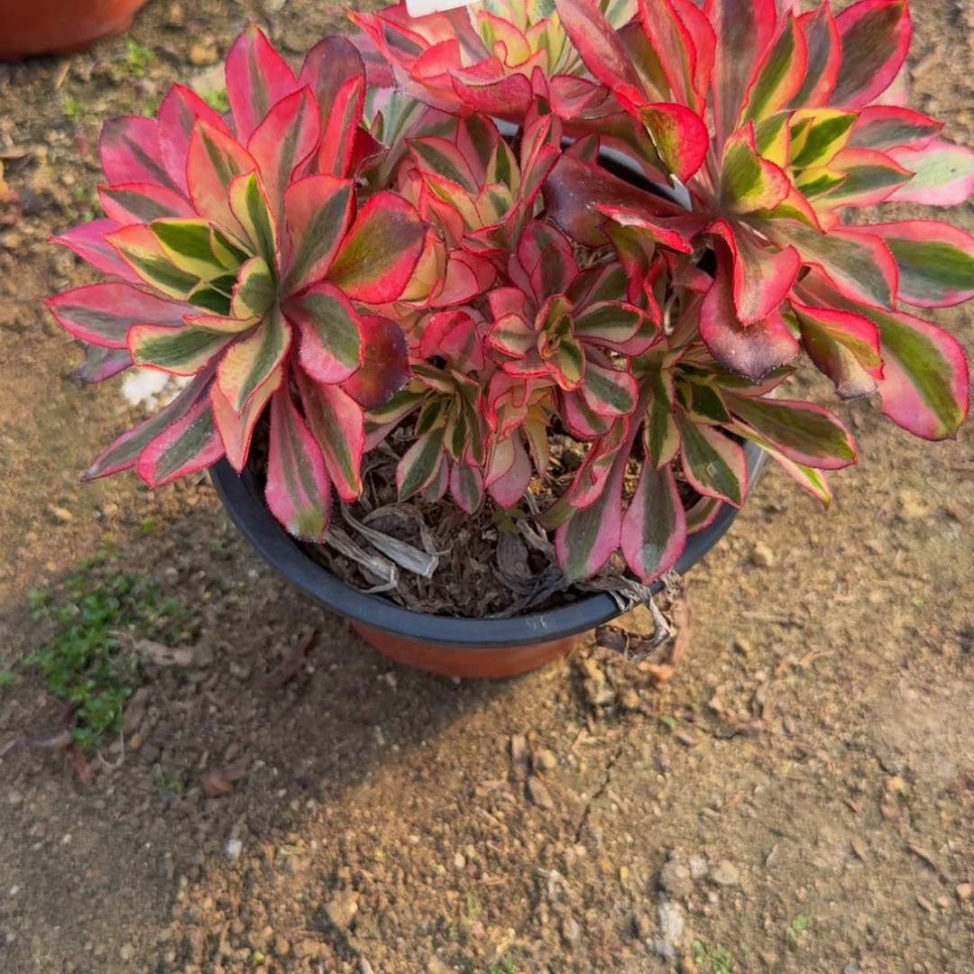 436魅影。多肉植物