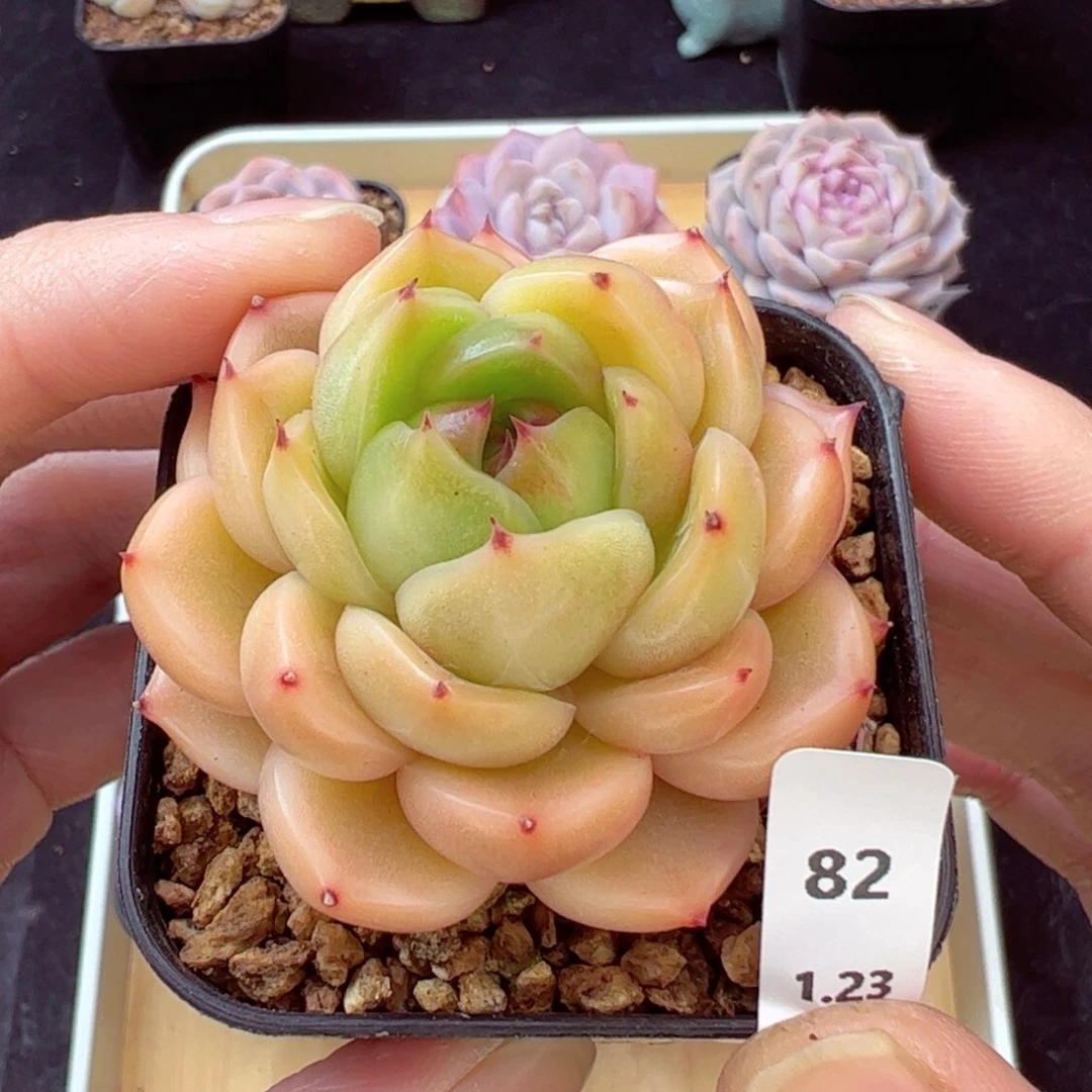 珍妮82、哈哈哈哈