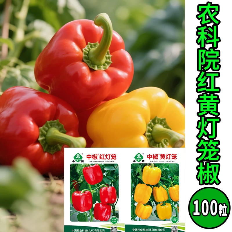 中国农业科学院蔬菜红灯笼黄灯笼彩甜椒种子