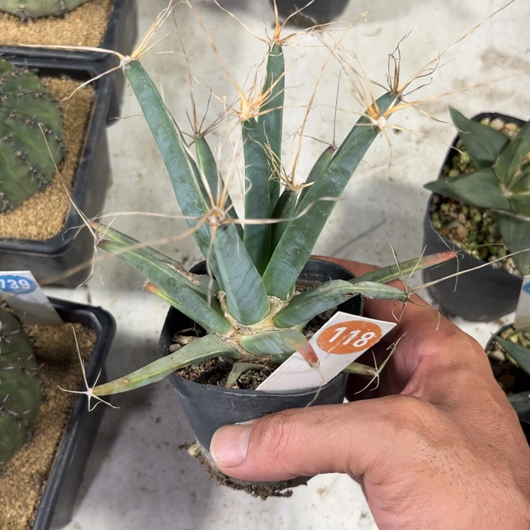 118实生光山带盆带土