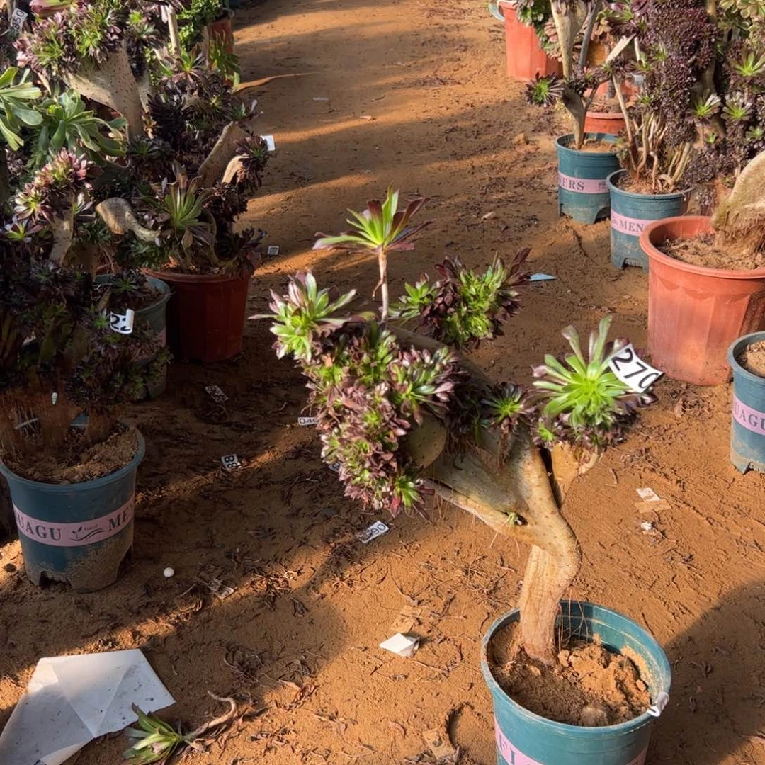 有伤黑缀270高度40厘米