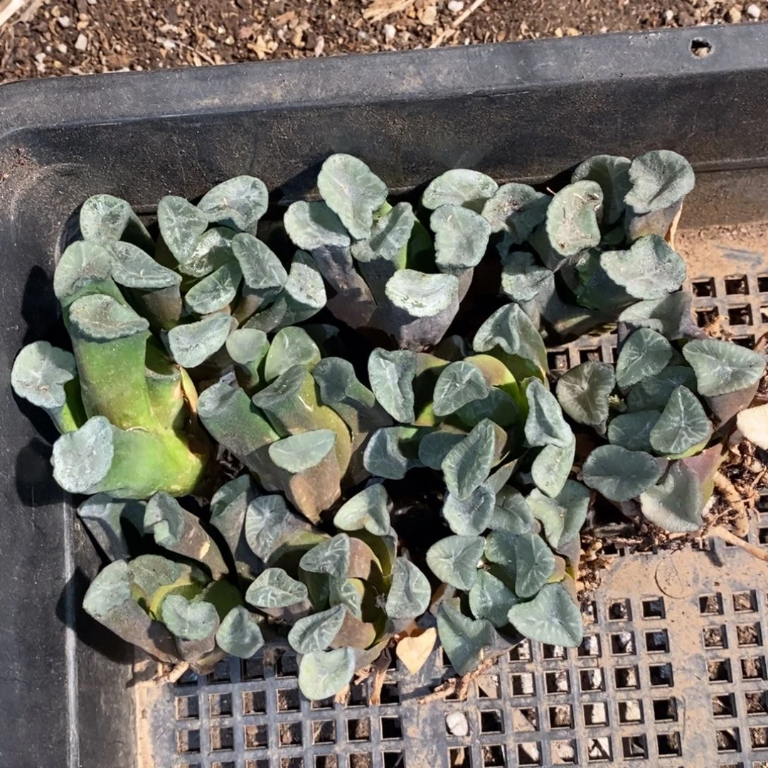 167 一组10颗实生大万象 5个品种 开播福利