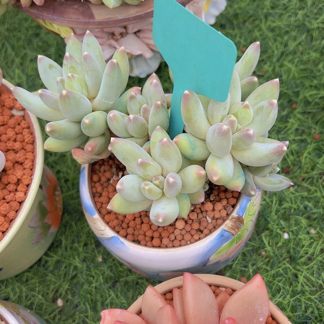 小***七我的小可爱们都好可爱