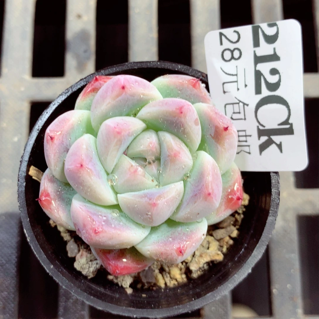 5厘米盆精控多肉212