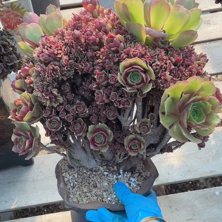 多肉的大肉都要长胖一点儿哦