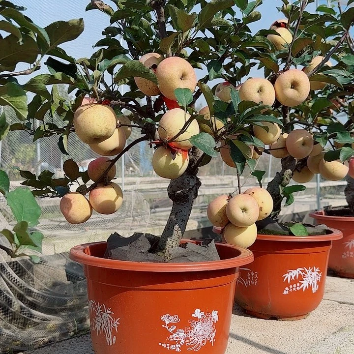 当前无花栽培后可以开花