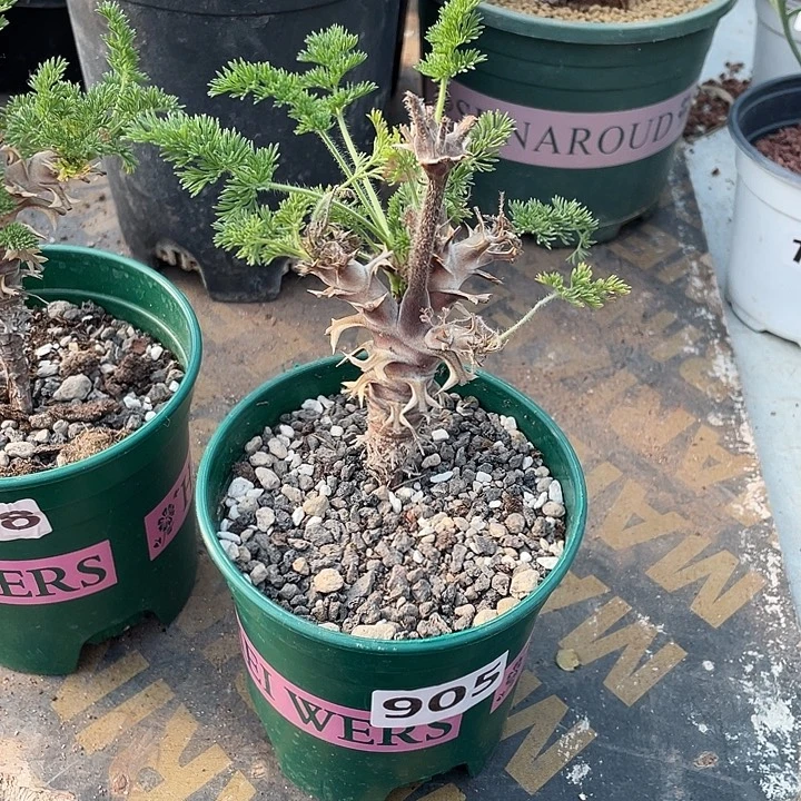 生***此905出云杨葵块根，