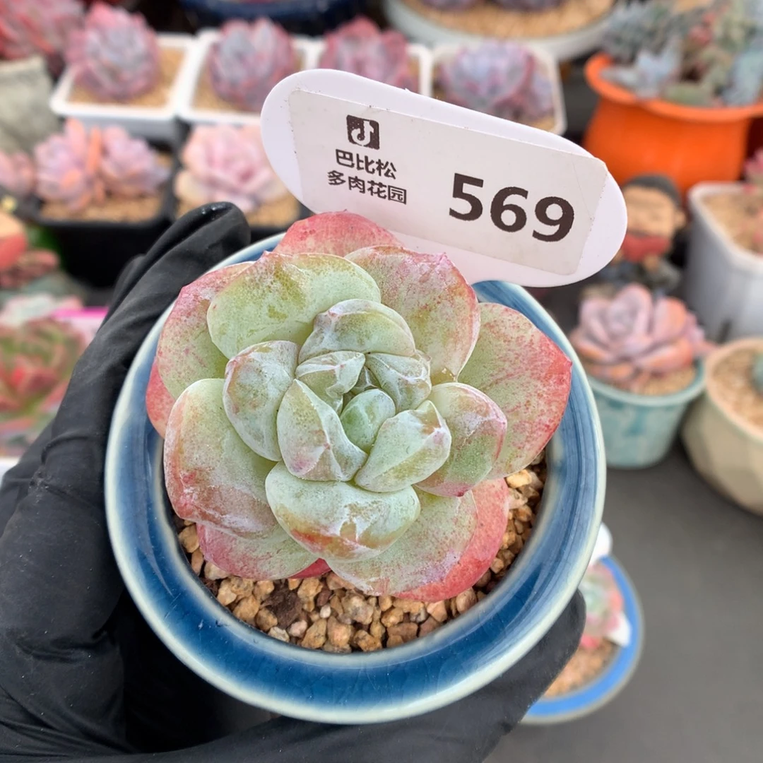 569 冰玉石化多肉