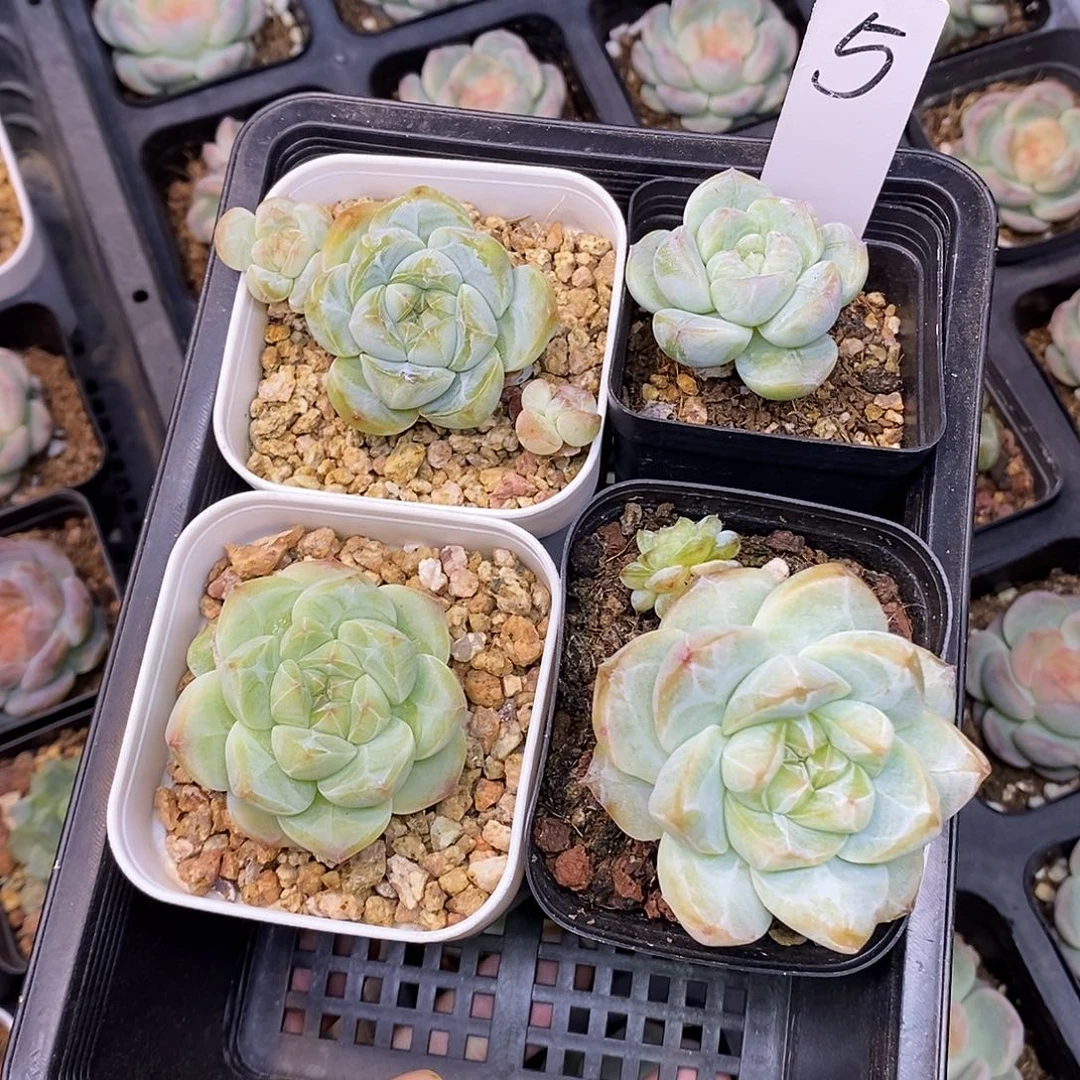 行*5号一筐4颗多肉植物