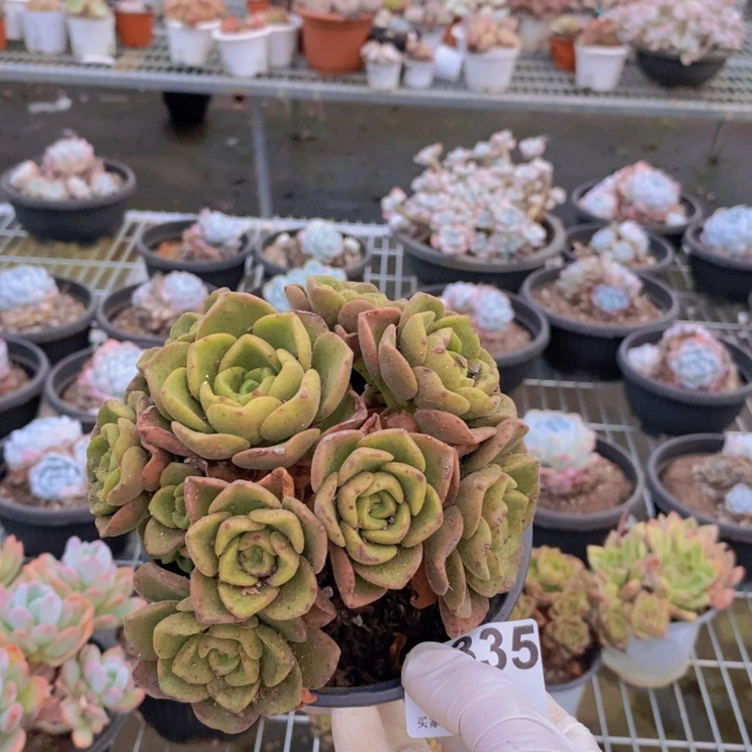 335百合莉莉一物一拍