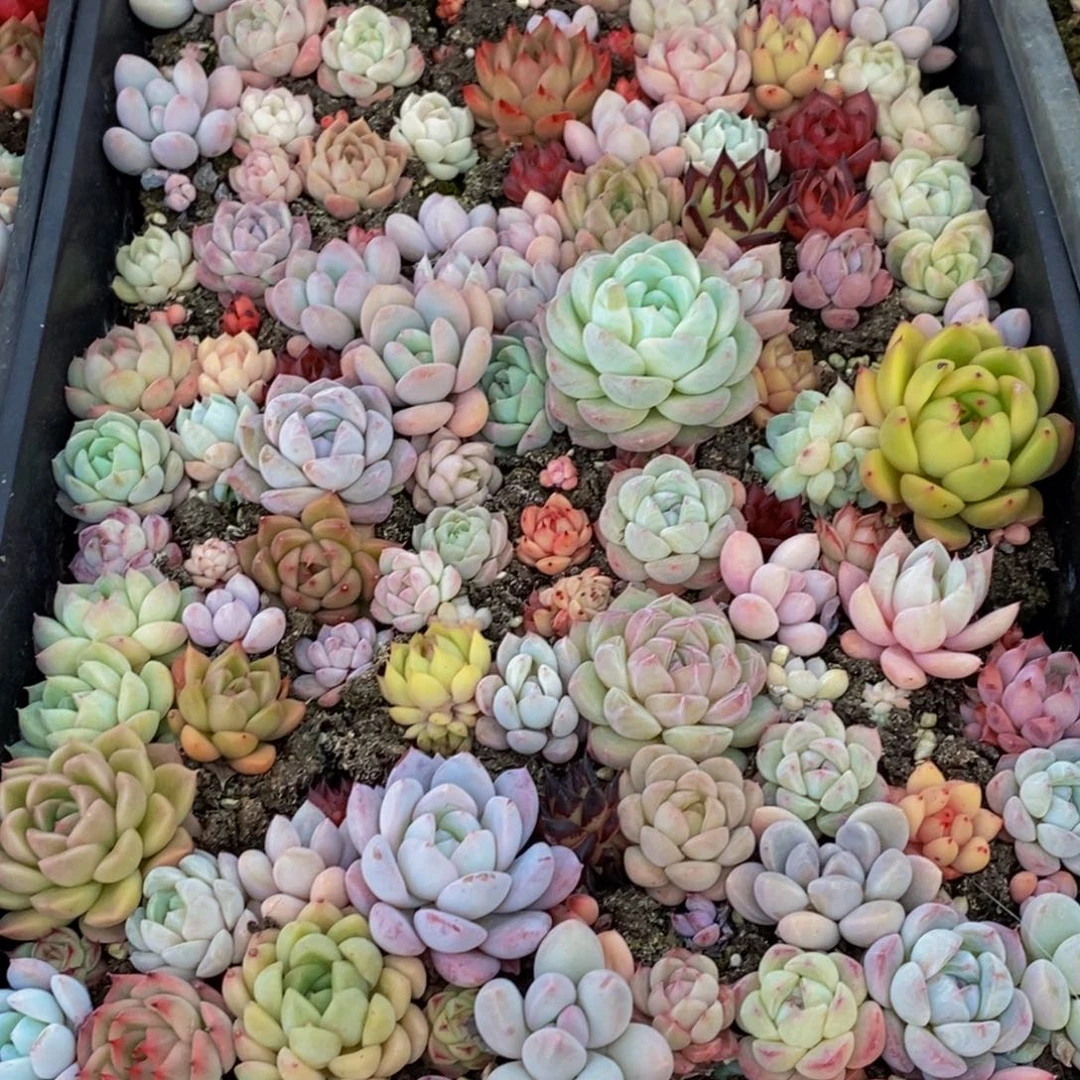 419多肉植物保护研究所所长