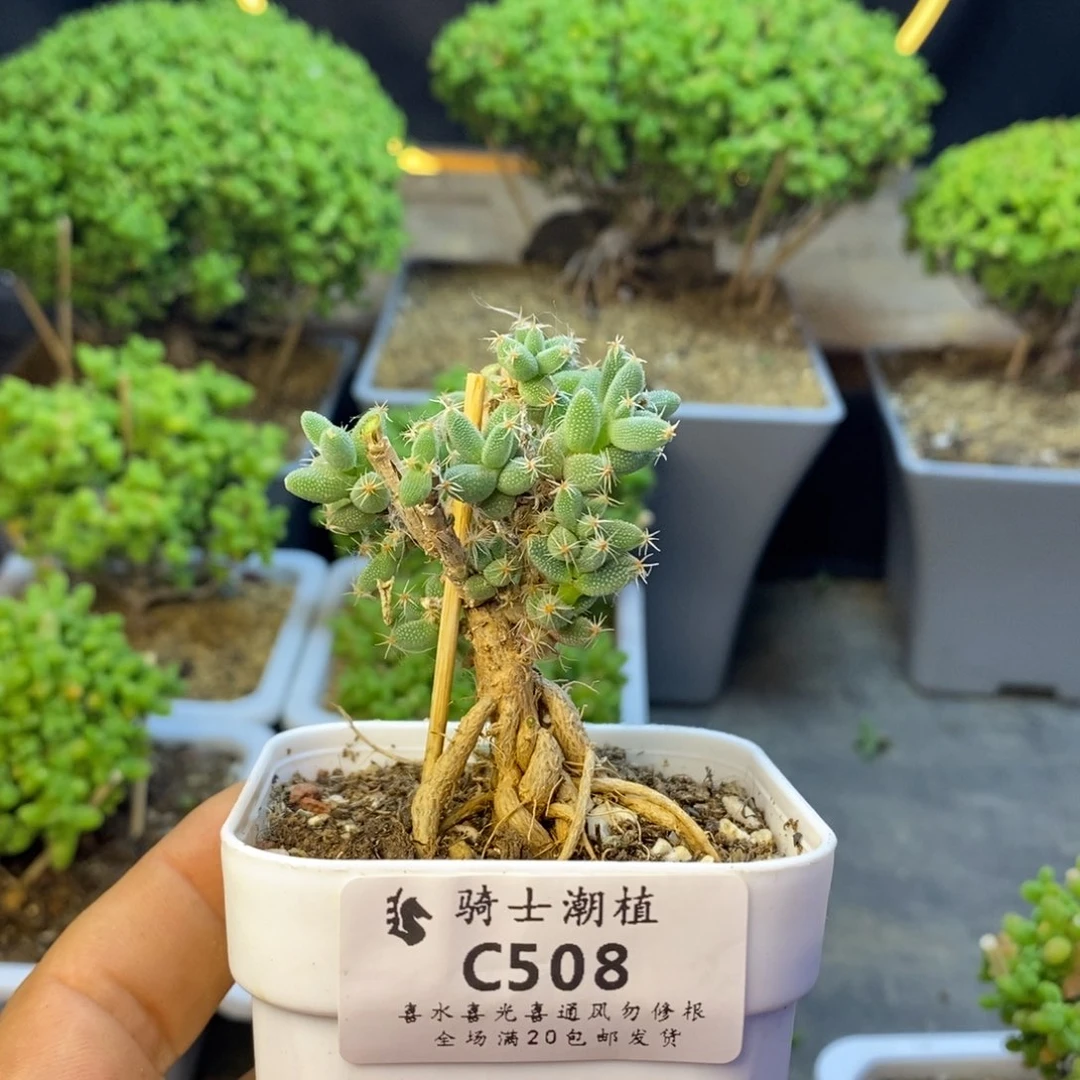 X***.508玉米提根枝干番杏