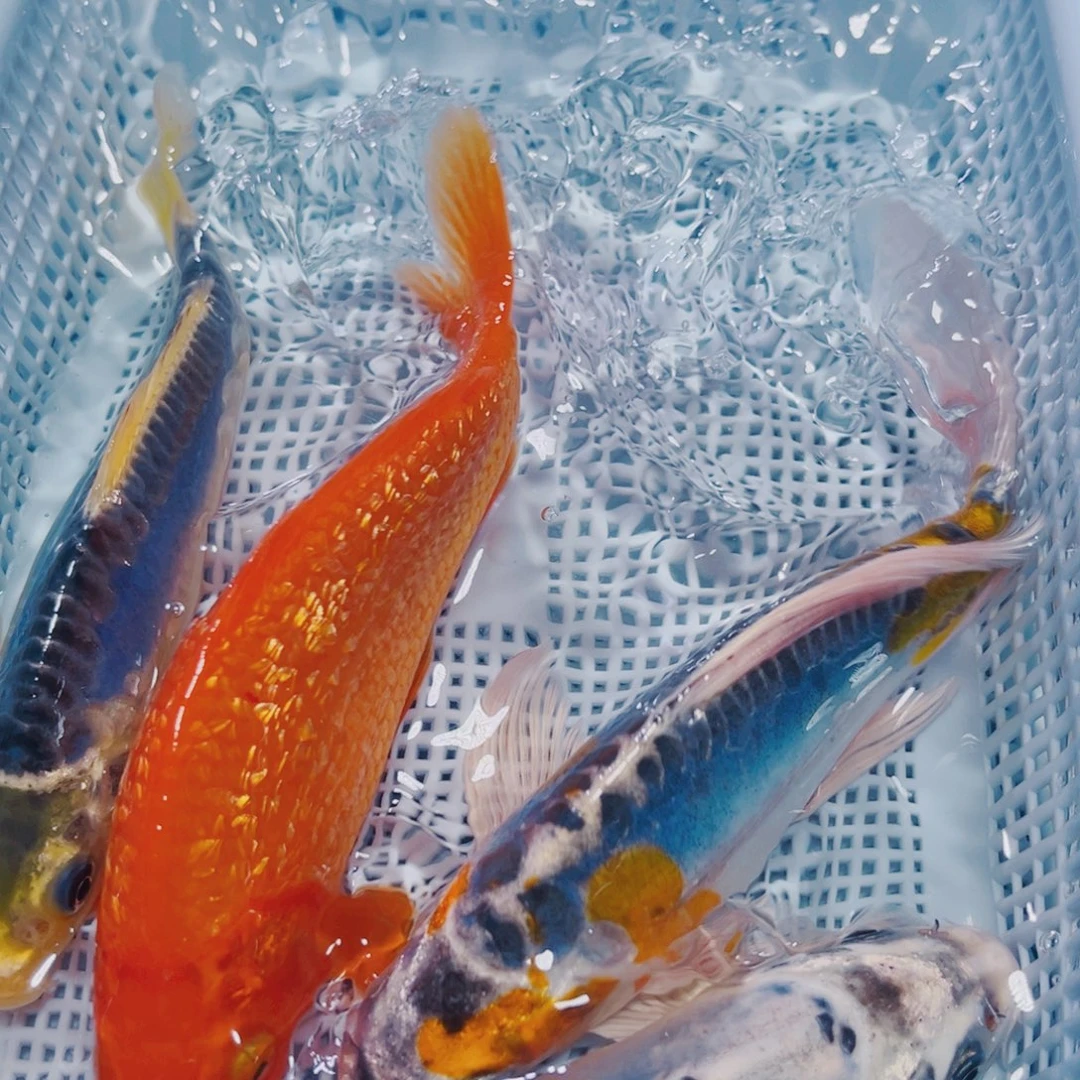 海水鱼锦鲤观赏鱼133