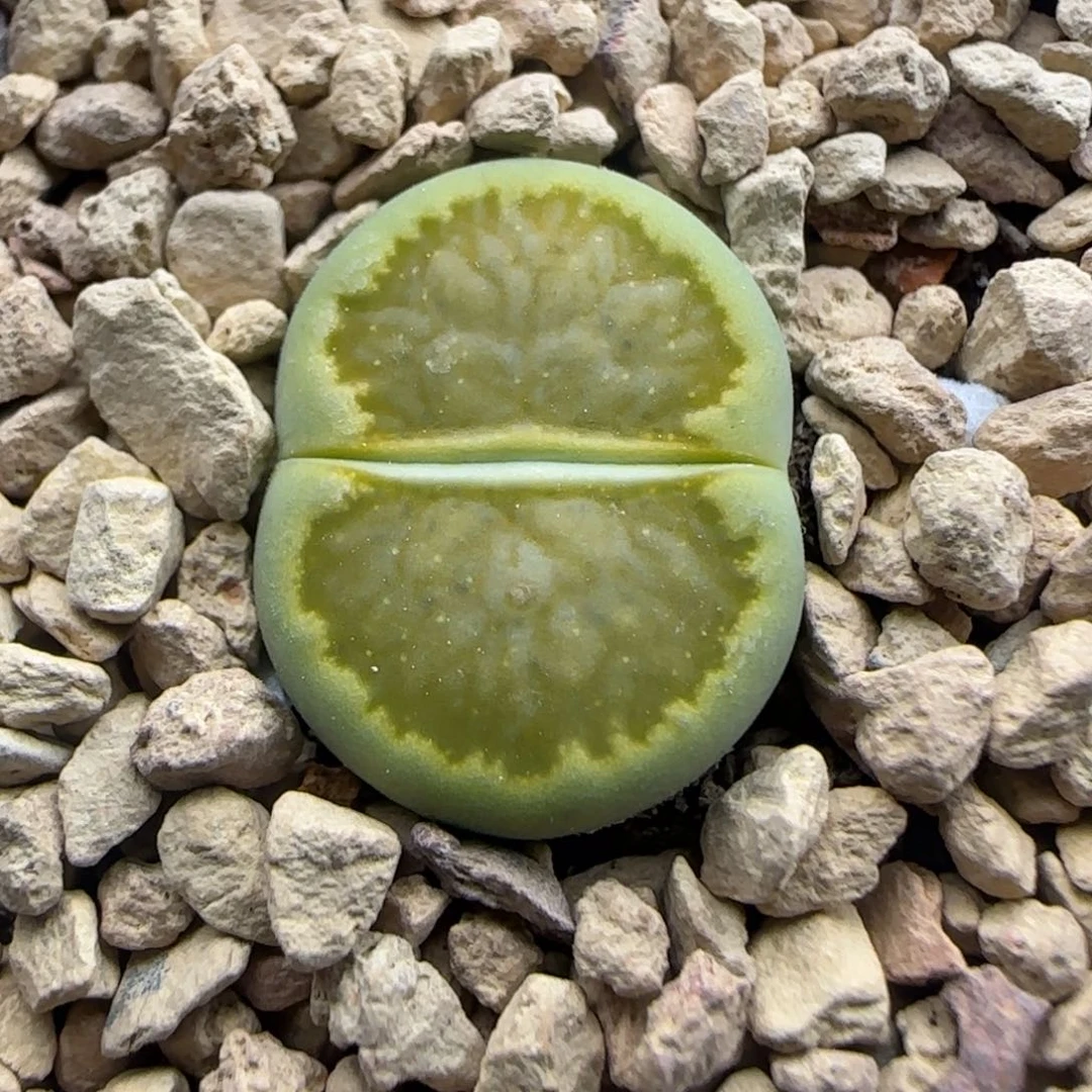 770 生石花大棚直播