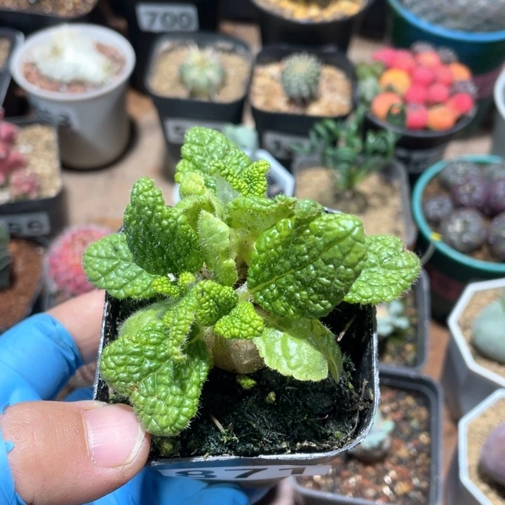 871断崖王子块根