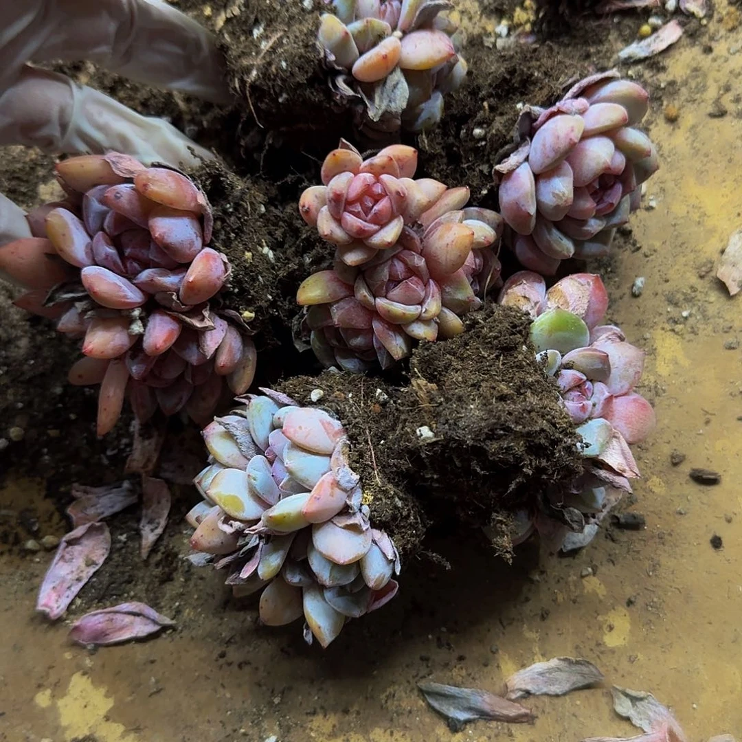 用****0哈哈哈哈哈哈哈哈哈哈哈哈