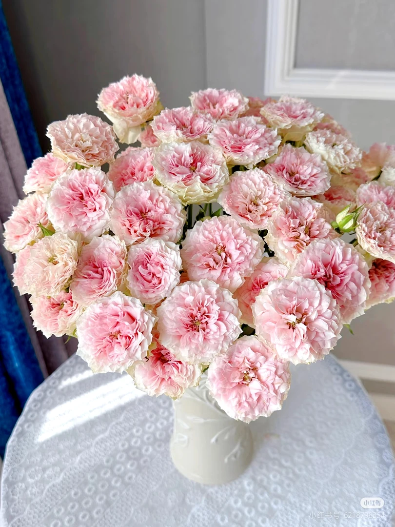 【好物鲜花】情迷罗拉