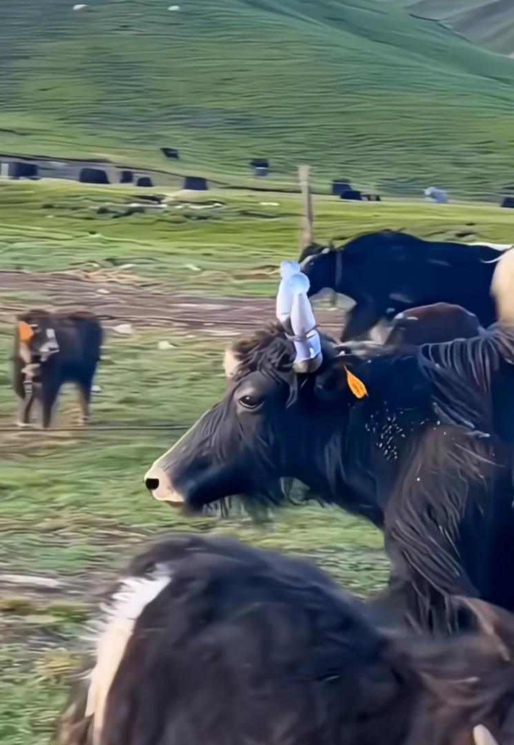 【火热爆款】牦牛防斗藏牧区使用为了安全