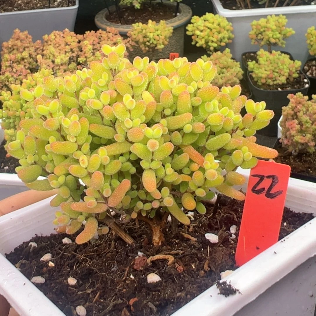 蜜橘糖球22号10cm盆