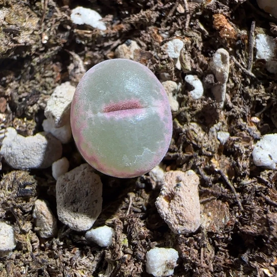肉锥多肉植物组合-紫安格581