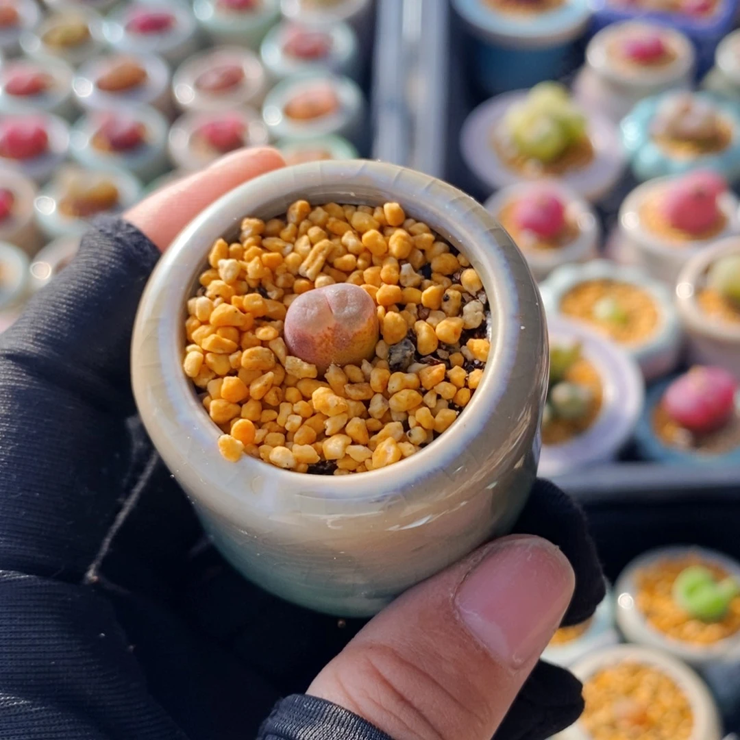 5329--一物一拍 带盆 熊猫风铃