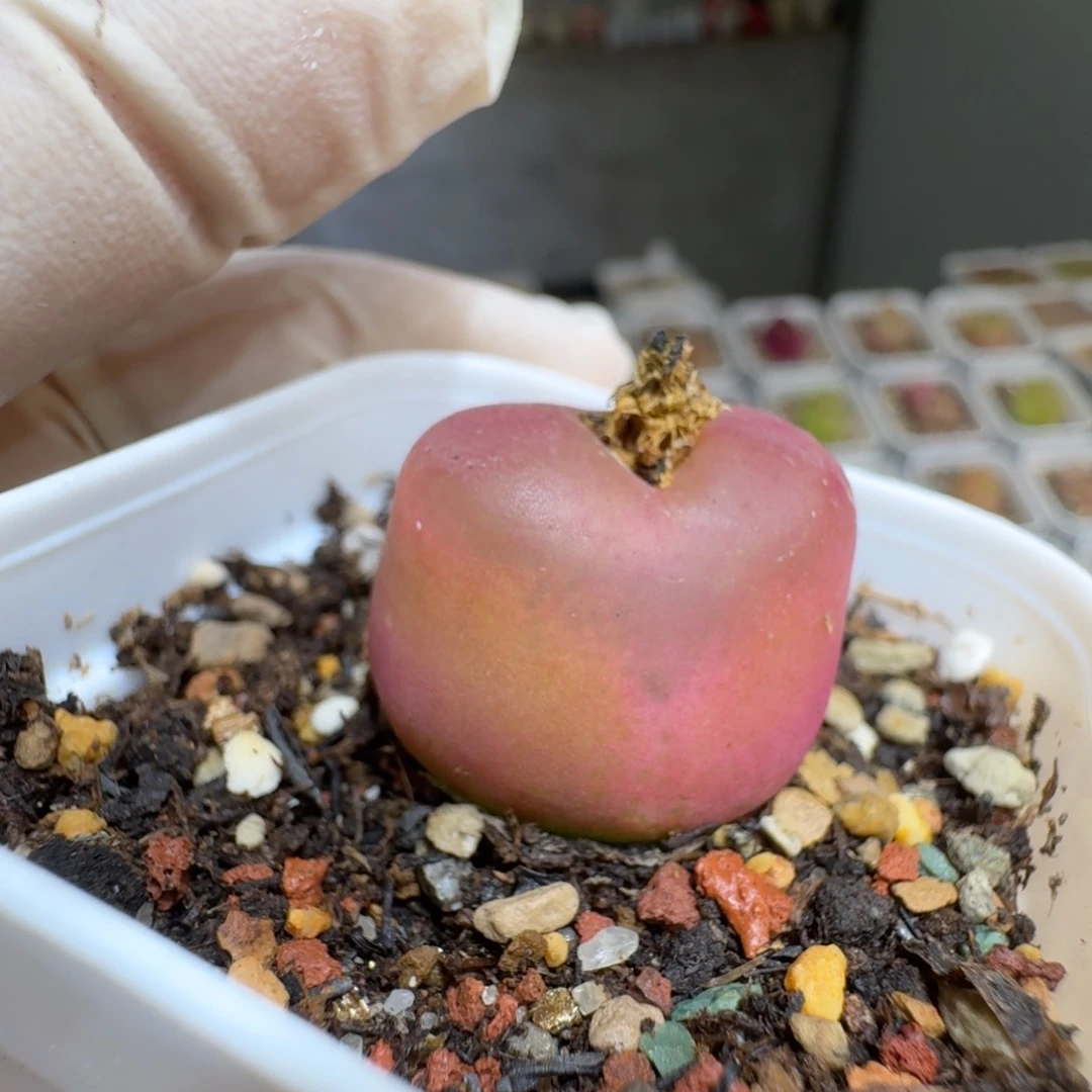 ❥*0202-63肉锥肉锥