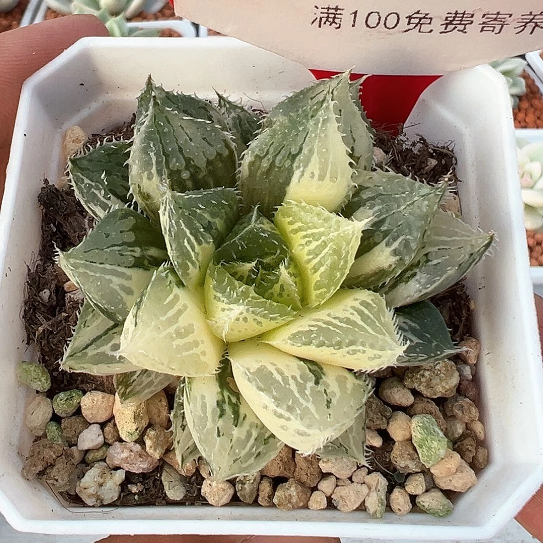 185号宝莲灯玉露锦多肉植物