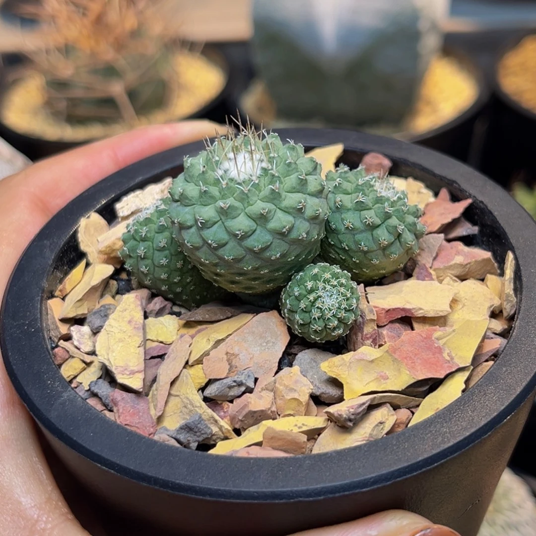 菊水Zzzzzzzzzzzzzz