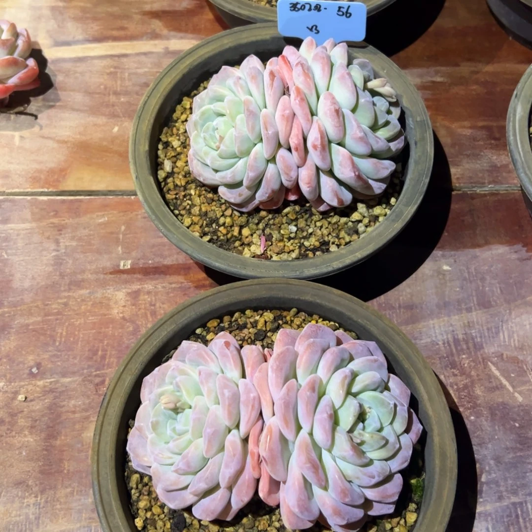 M**?350202-56冰玉3