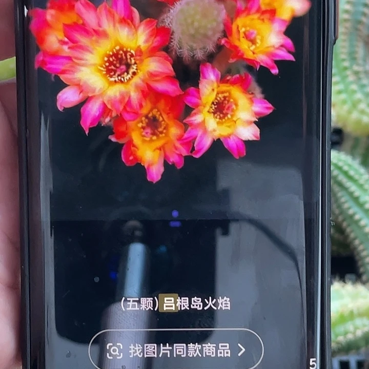 白檀 吕火焰侧芽 歪 满20包邮高 7公分