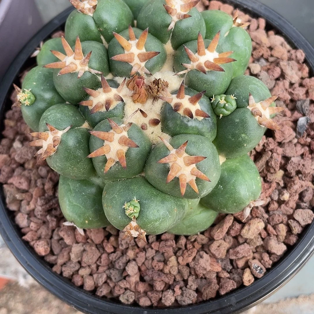 花***袁仙人球短豪刺像牙带盆