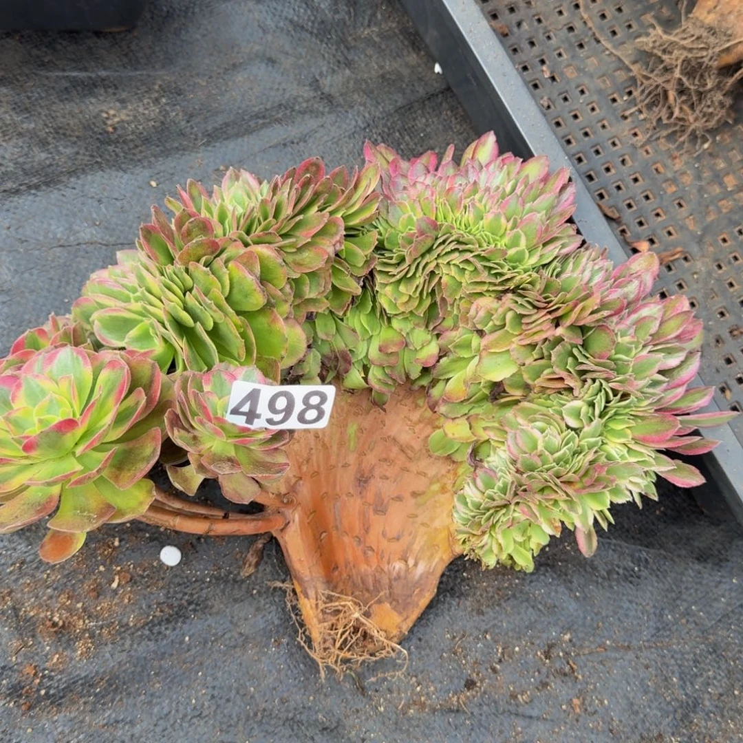 498多肉植物轮回缀