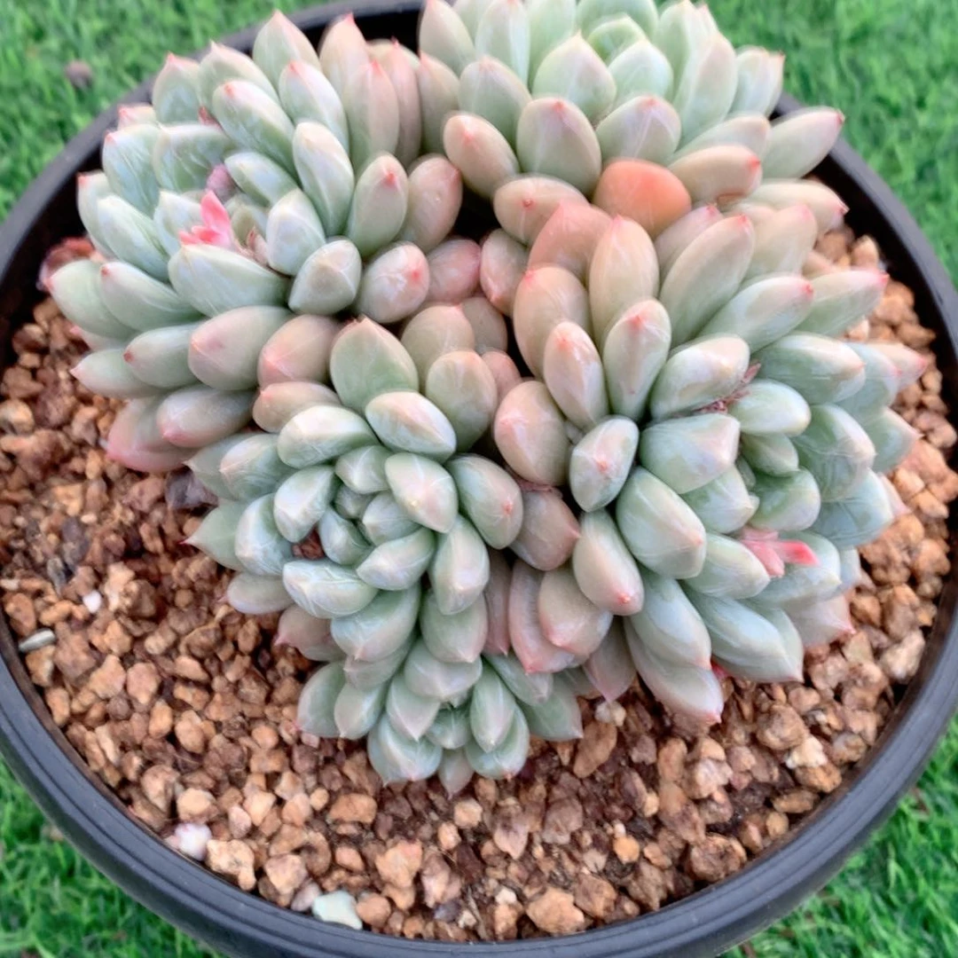 多肉植物一物一拍百搭