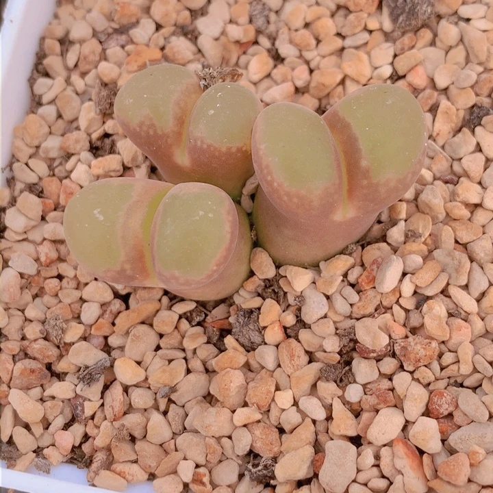 4488888888888888888898866