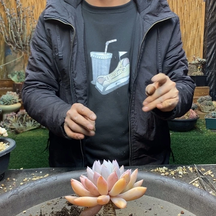 依***650号所罗门多肉植物