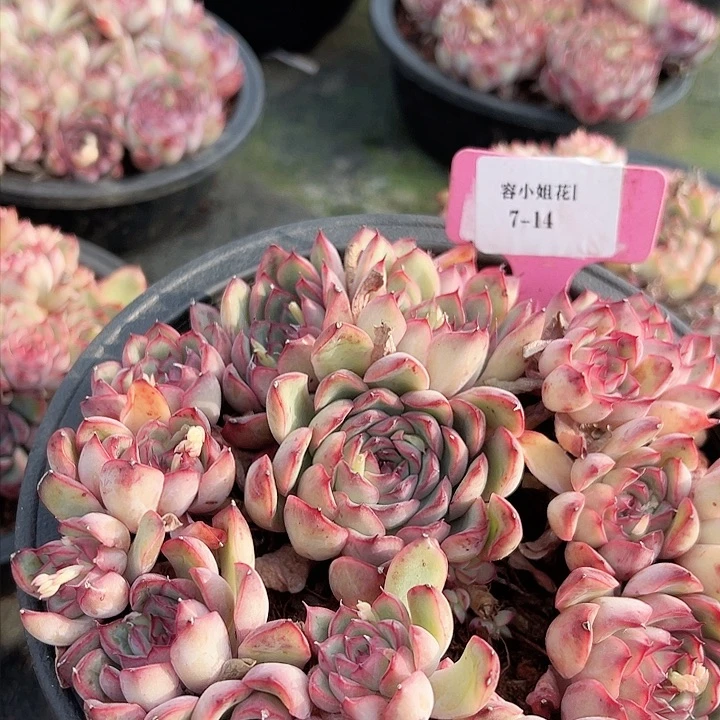 7.14荷花带盆一个