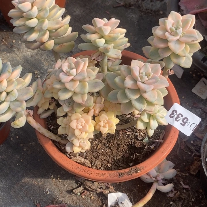 愚***记533美杏锦多肉植物多肉