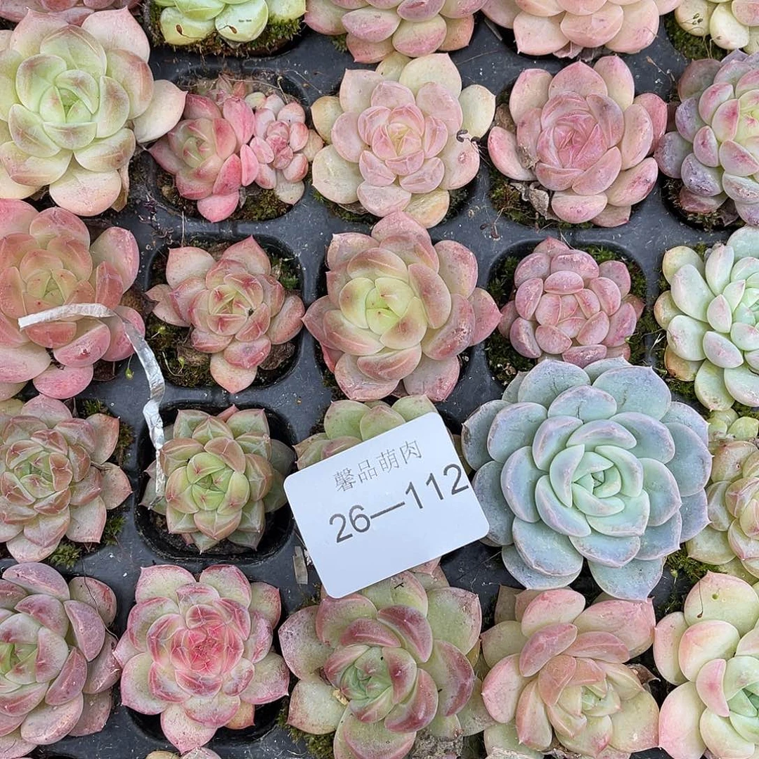 布***）多肉一物一拍26-112