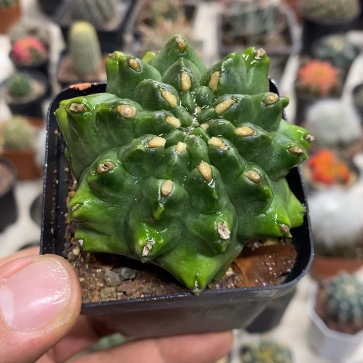 龟甲牡丹特价福利