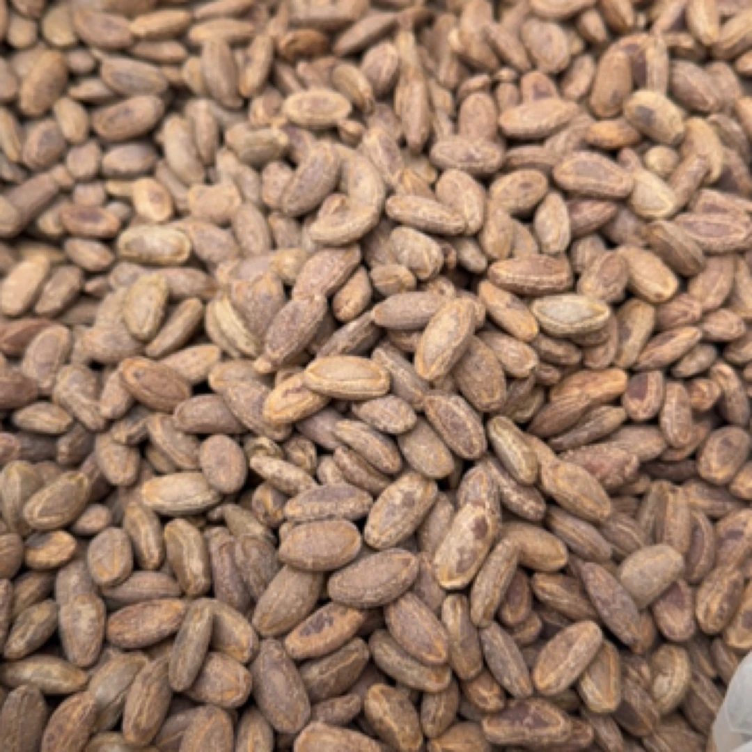 【熟吊瓜子】营养丰富奶油吊瓜子