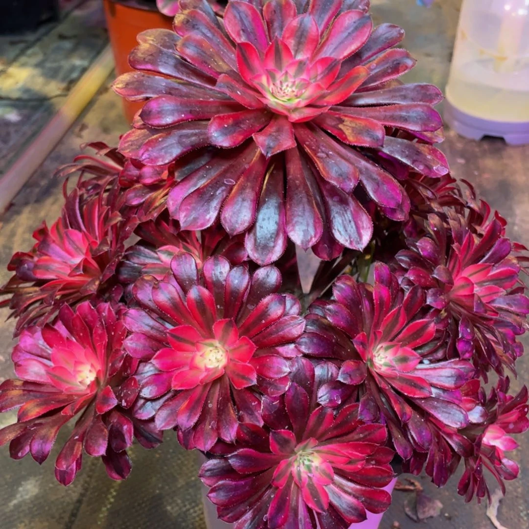 825月亮女神精品法师老桩