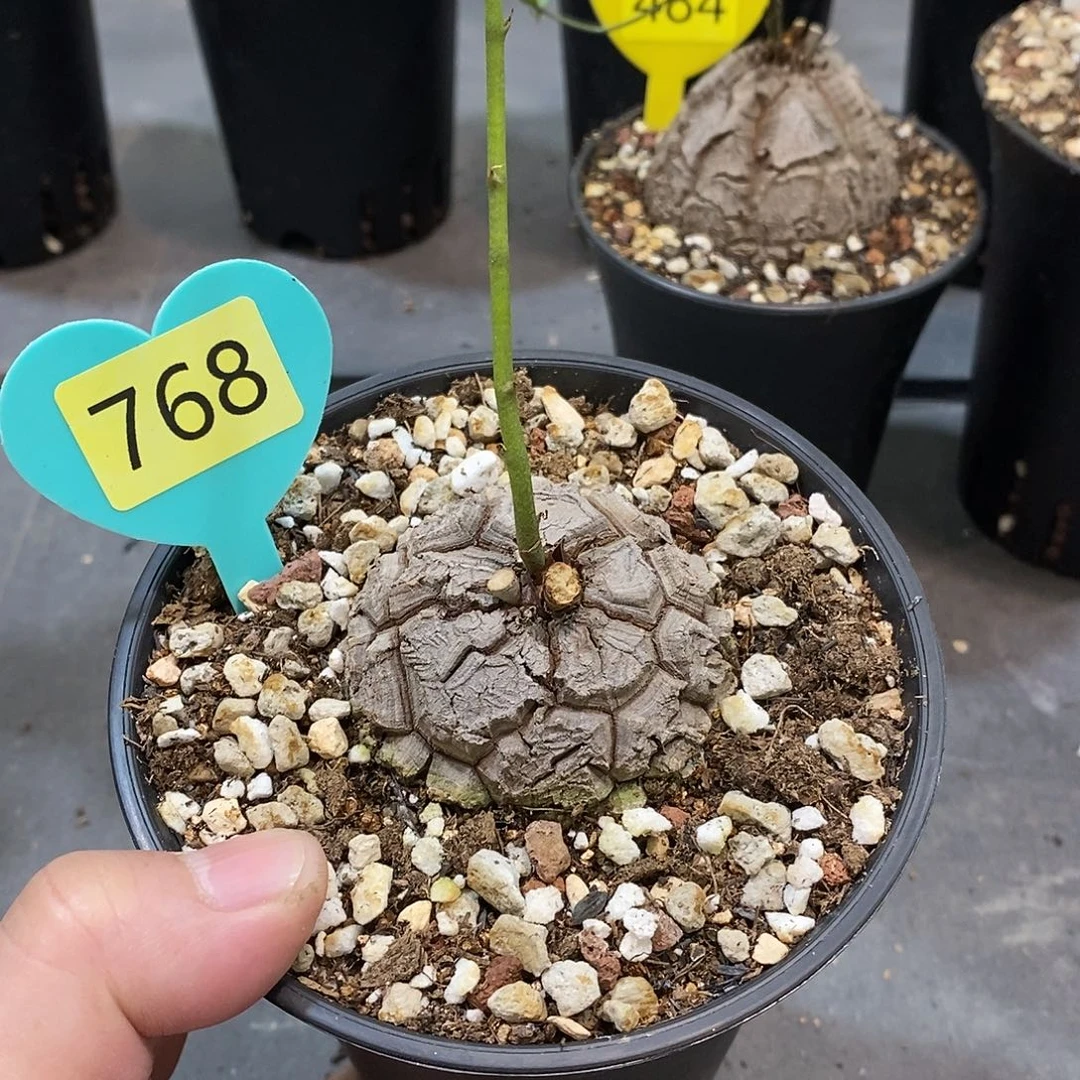 南非龟甲龙龟甲龙