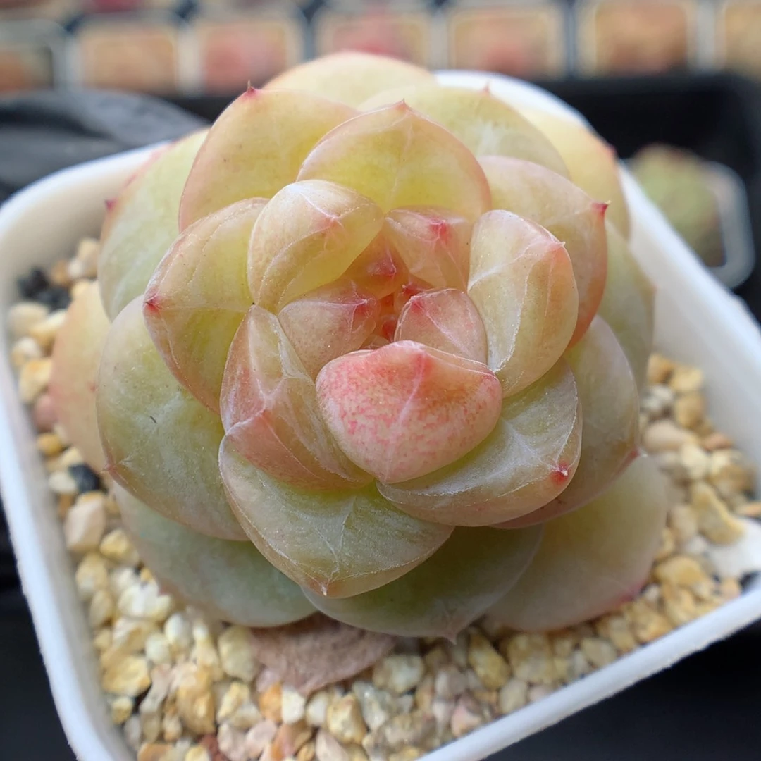 多肉植物。 糖心57